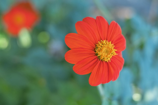 球隊的關注 球隊的關注